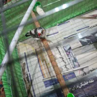 فنچ نر جوان