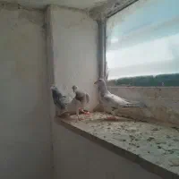 سار و پلنگ