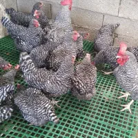 مرغ تخم گذار خوب میخوای، آمروک پرورش بده|حیوانات مزرعه|لنگرود, |دیوار