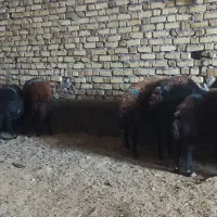 گوسفند قزل ماری