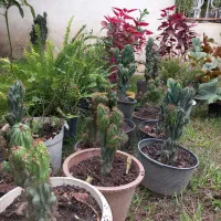 فروش تعدادی از گلها یکجا|گل و گیاه طبیعی|گوراب زرمیخ, |دیوار