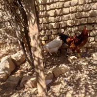 وار وخروس