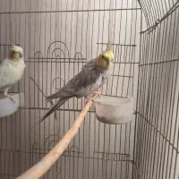 طوطی عروس هلندی اواز خوان|پرنده|قرچک, شهرک طلائیه|دیوار