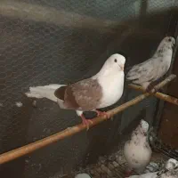 فروش تعدادی کبوتر پرشی