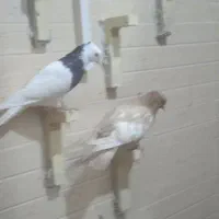 کبوتر|پرنده|سراوان, |دیوار