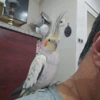 عروس هلندی دستی|پرنده|شیراز, فاضل|دیوار