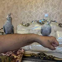 عروس هلندی ماده مست مست|پرنده|اسلامشهر, مطهری|دیوار