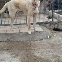 سرابی ماده