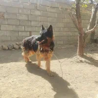 سگ ژرمن شپرد شولاین