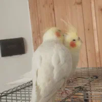 فروش یک جفت عروس هلندی لوتونیو