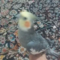 عروس هلندی|پرنده|بومهن, |دیوار