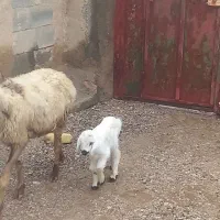 بز دوقولوزا با جفت کهره نر  شیشک زه نکرده آبستن|حیوانات مزرعه|مرودشت, علی‌آباد‎|دیوار