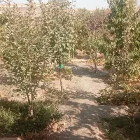 فروش خانه ویلایی ۱۲۰ متری ۱ خوابه در لک لک|فروش خانه و ویلا|مشهد, لک لک|دیوار