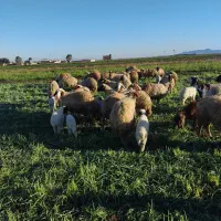 ۲۰ راس میش سنجابی