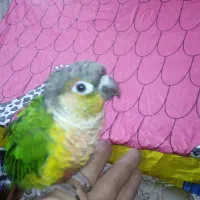 گرینچیک|پرنده|مشهد, آیت الله کاشانی|دیوار