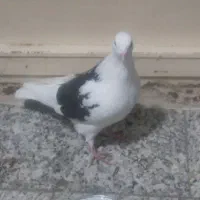 کبوتر پرشتی  بگرد