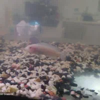 ماهی سیچلارد و بچه گوپی و اکواریوم|ماهی|اردبیل, |دیوار