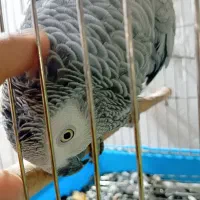 کاسکو ماده رام و پر حرف