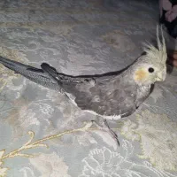 عروس هلندی ماده