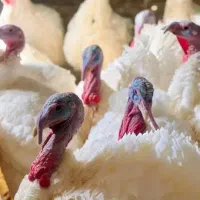 بوقلمون کیلویی ۲۹۰۰۰۰