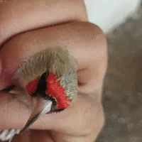 سهره|پرنده|آشخانه, |دیوار