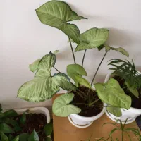 کیف نیه گل|کیف، کفش، کمربند|سنندج, |دیوار