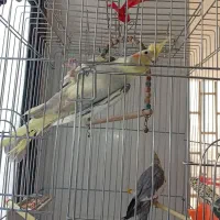 یک جفت عروس هلندی جوان