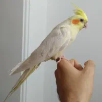 طوطی عروس هلندی های رام و چلوندنی وسخنگو رنگ مختلف