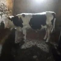 سیمینتال  نر