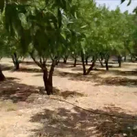 انجام کارهای کشاورزی***