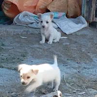 پاکوتاه نژاد پامر