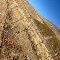 انگور قرمز|خدمات باغبانی و درختکاری|انزل, |دیوار