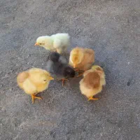 جوجه شیش روزه|حیوانات مزرعه|گنبکی, |دیوار