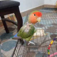 طوطی برزیلی|پرنده|رامهرمز, |دیوار