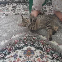 یک بچه گربه خانگی سالم بدون بیماری