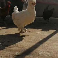 فروش مرغ جوان تخمگذار|حیوانات مزرعه|لنجان, |دیوار