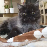 گربه پرشین هیمالین