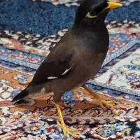 مرغ مینا|پرنده|تهران, صاحب الزمان|دیوار