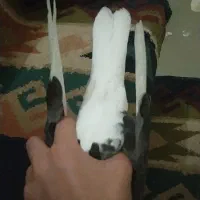 کبوتر پرشی جوانه|پرنده|گرگان, |دیوار