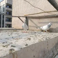 جفتی|پرنده|بجنورد, |دیوار
