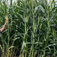 ذرت علوفه ای