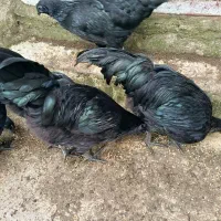 خروس ایام سمانی|حیوانات مزرعه|رشت, یخسازی|دیوار