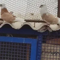 کبوتر بشرط
