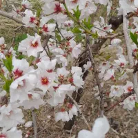 باغ ۶۰۰۰ متری با انواع درختان میوه