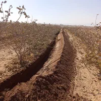 دستگاه ترنچر برای چاله کودی بسیار تمیز..|خدمات باغبانی و درختکاری|رفسنجان, |دیوار