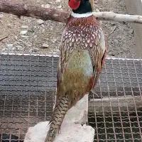 فروش مرغ خروس|حیوانات مزرعه|درمیان, |دیوار