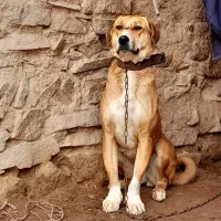 سگ آدمی|حیوانات|شیروان (خراسان), |دیوار