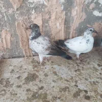 جوانه بزک  وسوسکی اس