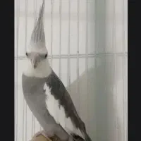 جفت مولد عروس هلندی کارداده نر+دوماده البینو، وایت