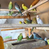 فروش ۱۳ جفت جوجه مرغ عشق یکجا